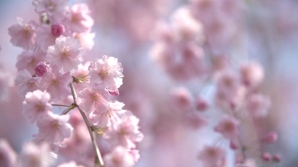 しだれ桜