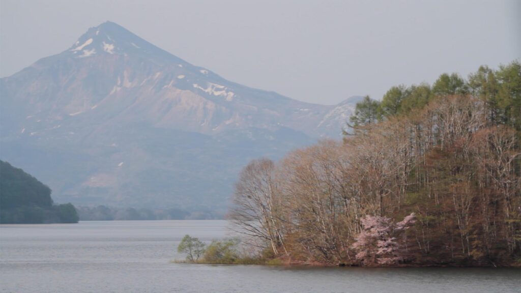 会津地方の桜　裏磐梯の桜