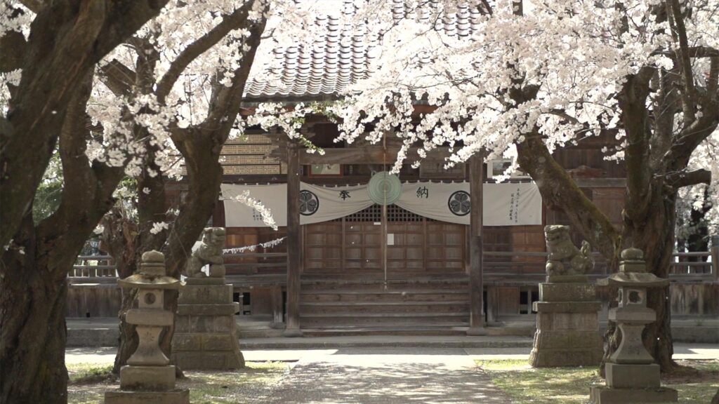 会津地方の桜