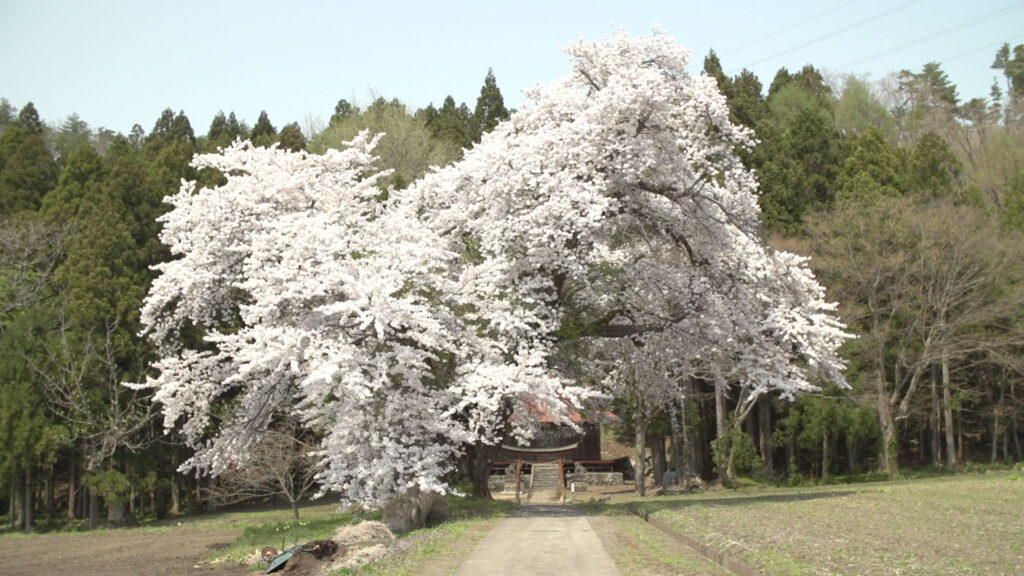 会津地方の桜